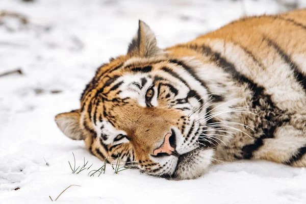 Tigre deitado no chão coberto de neve — Fotografia de Stock