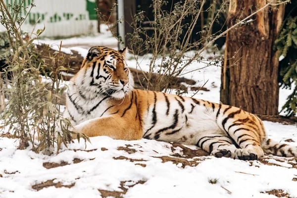 Тигр лежит на заснеженной земле — стоковое фото