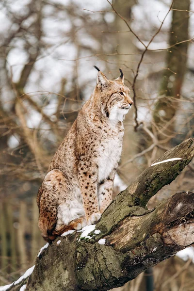 Lynx sobe árvores em um dia ensolarado de inverno — Fotografia de Stock