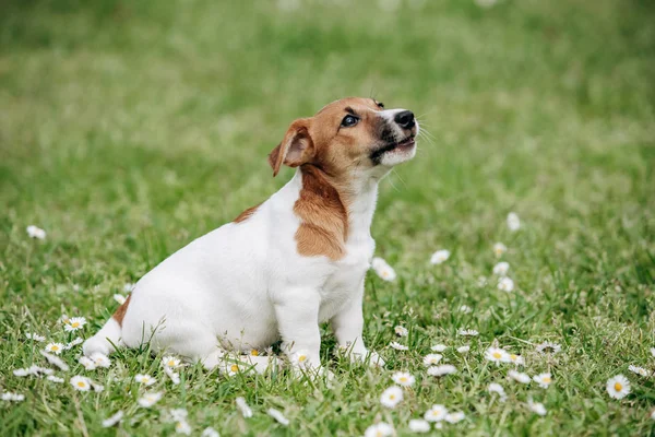 Jack Russell Terrier cachorro en la hierba en verano —  Fotos de Stock
