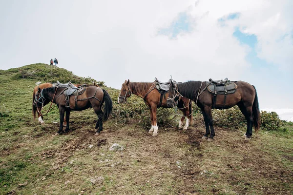 Horses are waiting for the owner in the mountains — Stock Photo, Image