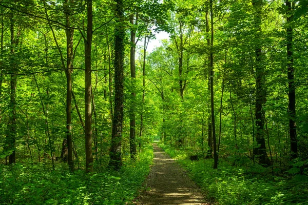Forest trees. nature green wood — Stock Photo, Image