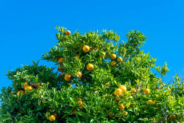 Jardim laranja. citrinos. laranjas em uma árvore — Fotografia de Stock