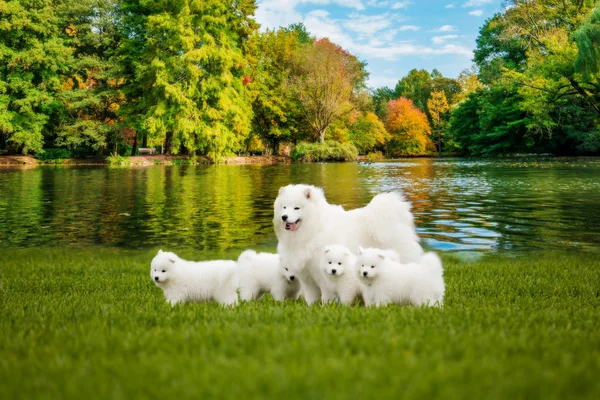 Samoyed kutya kiskutyákkal. Gyönyörű kutyák portréja a szépségen — Stock Fotó
