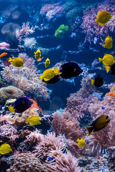 Scéna s korálovým útesem a tropickými rybami — Stock fotografie