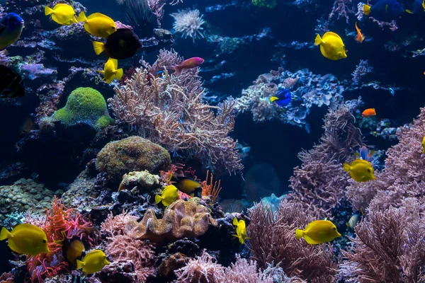 Prachtige onderwaterwereld met tropische vissen — Stockfoto