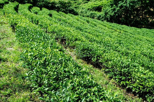 Green tea farm in spring. Tea plantation — Stock Photo, Image