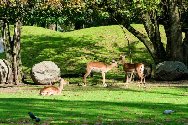 Chevreuil dans la forêt. Deux animaux sauvages se tiennent côte à côte — Photo