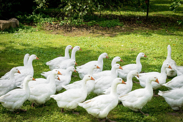 Стая домашних белых гусей. Белые бытовые гуси
 