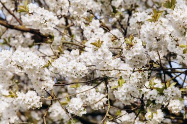 Çiçekli bir elma ağacının dalları. Beyaz bahçede çiçek açan elma ağacı