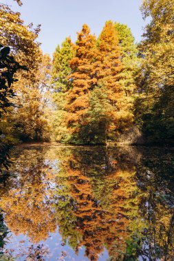 Göldeki sonbahar ağaçlarının yansıması. Gölün üzerindeki güzel sonbahar manzarası. Güzel sonbahar manzarası.
