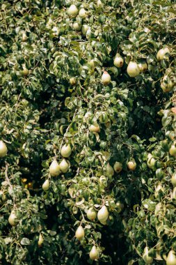 Dala yakın çekimde nefis armutlar. Bahçedeki bir dalda taze armutlar. Armutlar yakın..
