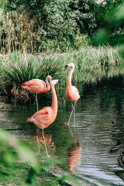 Flamingolar küçük bir gölde yürürler. Göl kıyısında otlar.