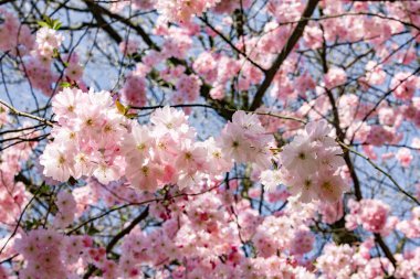 Evin yakınındaki bahçede manolya dalları var. Çiçekli Magnolia ağacı