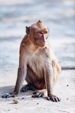 Maimun maymunu ulusal parkta. Maksimum maymun kayanın üstünde oturuyor..
