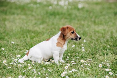 Jack Russell Terrier köpek yavrusu yazın çimlerin üzerinde