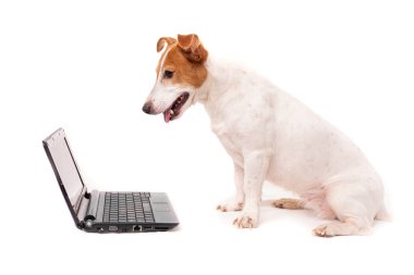 Jack Russell Dog bilgisayar kullanıyor ve internette geziniyor.