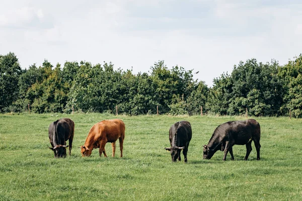 Vacas leiteiras a pastar no prado. Vacas pastam na grama verde . — Fotografia de Stock