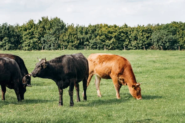 Vacas leiteiras a pastar no prado. Vacas pastam na grama verde . — Fotografia de Stock