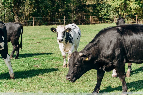 Krávy pasoucí se poblíž lesa. Krávy se pasou u lesa na zelené trávě. Krávy jedí sušenou trávu. — Stock fotografie