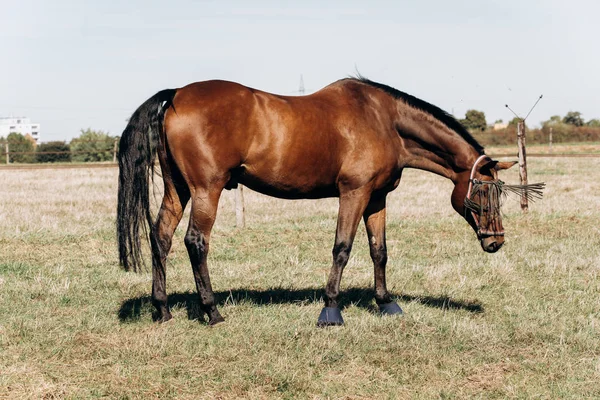 Hästgård. Hästar på en hästgård. Hästar betar på en hästgård. — Stockfoto