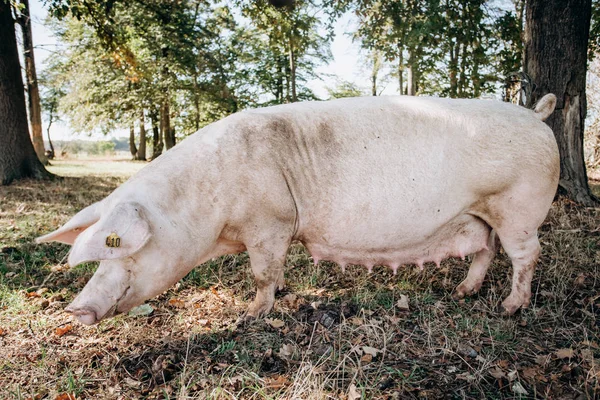 在青草草地农村动物养殖场摆成照相机的母猪 — 图库照片