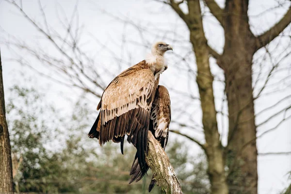 A vulture sits on a dry branch in search of prey — Stock Photo, Image