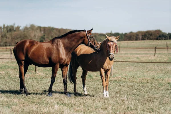 At çiftliği. At çiftliğindeki atlar. At çiftliğinde atlar otlar.. — Stok fotoğraf
