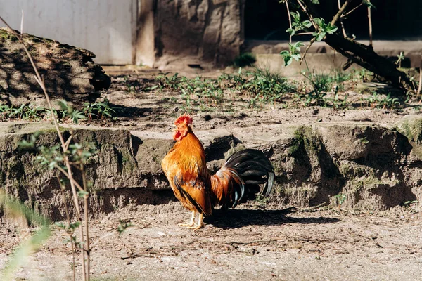 Mooi portret van een haan. Een haan loopt op de grond. — Stockfoto