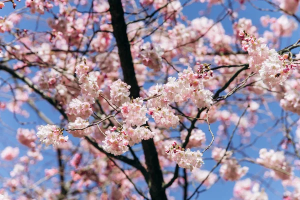 Floração ramos de flores de cereja contra um belo céu azul . — Fotografia de Stock