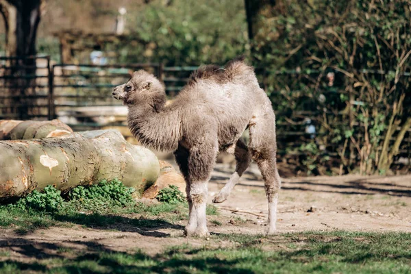 Un joven camello de dos jorobas pasea por el parque en verano. Caminatas de verano en el Parque . —  Fotos de Stock