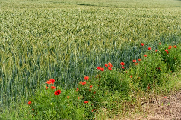 Papaveri su uno sfondo di campo di orzo — Foto Stock