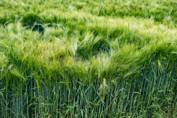 Cebada verde joven creciendo en el campo — Foto de Stock