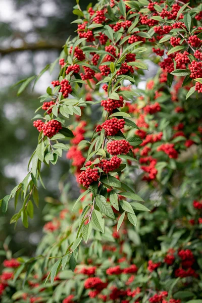 一般的な赤い高齢者のベリー、庭の枝にある赤い果実。庭の枝に赤の長老。枝の上の赤い長老が閉じます — ストック写真