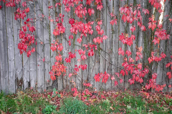 Heldere rode bladeren van wilde druiven klimop op rustieke houten achtergrond. Herfstseizoen. achtergrond textuur van bladeren van wilde druiven — Stockfoto