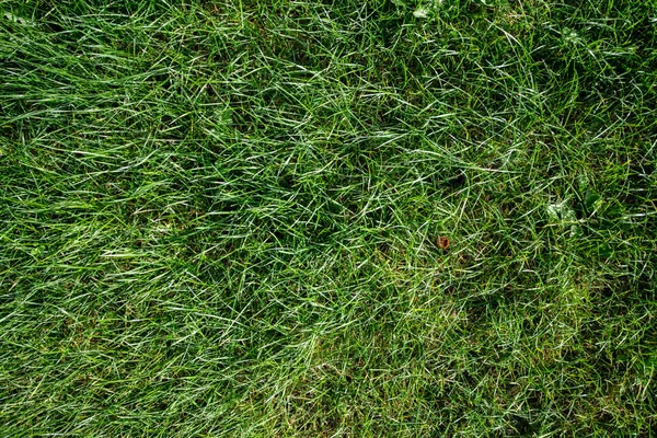 Grünes Gras natürlichen Hintergrund. Ansicht von oben. Textur des grünen Grases. — Stockfoto