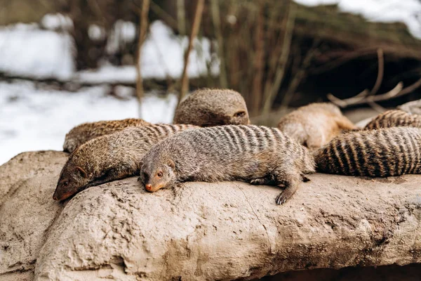 Mangostas a rayas yacen en una roca en invierno y disfrutan del sol — Foto de Stock