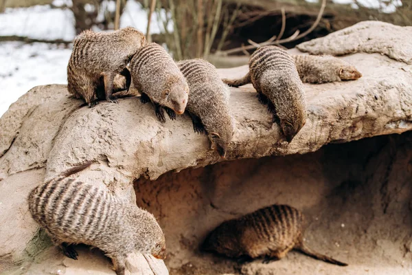 Gestreepte mangoesten liggen in de winter op een rots en koesteren zich in de zon — Stockfoto
