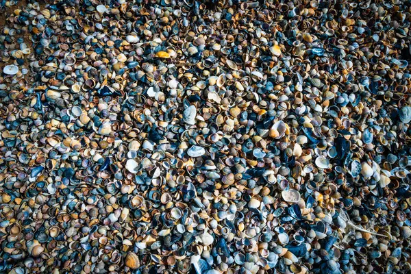 La colección de las conchas marinas en la playa de mar - la textura de fondo —  Fotos de Stock