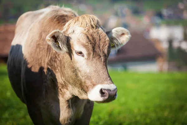 Piękna młoda krowa na pastwisku. krowa na łące — Zdjęcie stockowe