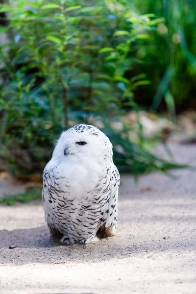 Portrait of a beautiful snow owl. Bubo scandiacus. — Stock Photo, Image