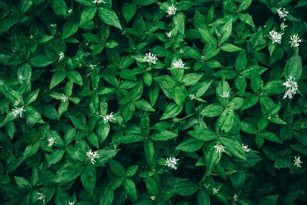 Textura de folhas verdes. verde escuro folhagem natureza fundo — Fotografia de Stock
