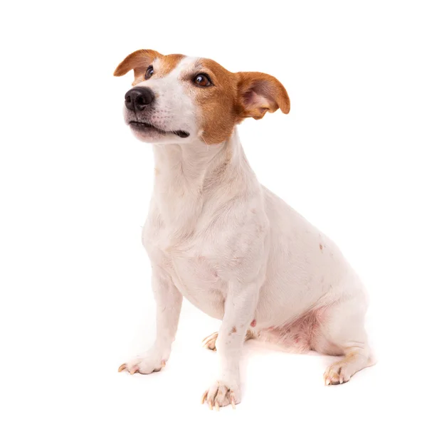 Cane jack russell terrier alza gli occhi su uno sfondo bianco — Foto Stock