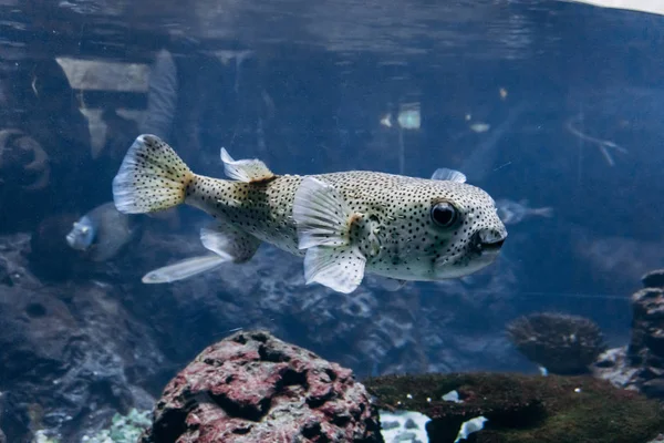 Diodon di pesce nell'acquario. Bellissimo diodon di pesce . — Foto Stock