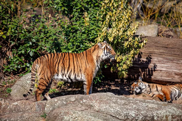 Μια τίγρη που κάθεται σε ένα ζωολογικό κήπο πάνω στα βράχια — Φωτογραφία Αρχείου
