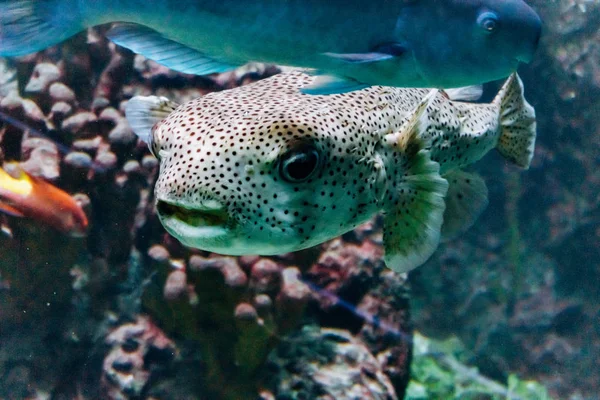 Diodon di pesce nell'acquario. Bellissimo diodon di pesce . — Foto Stock