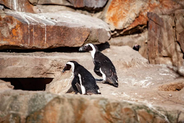 Piccolo pinguino in piedi su una roccia crogiolarsi al sole — Foto Stock