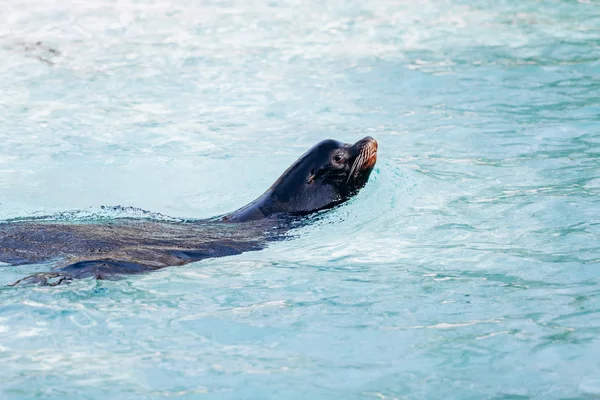 ターコイズブルーの海の水の中で泳ぐライオン — ストック写真