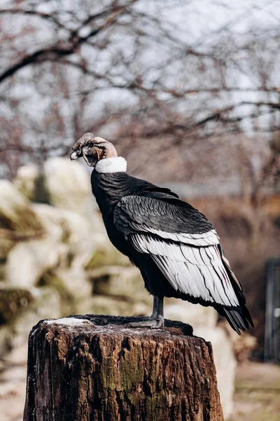 Andean condor sits on an old log cabin tree — Stock Photo, Image