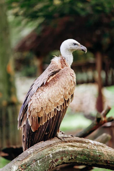 A vulture sits on a branch. Scavenger vulture sits on a branch. The vulture is ready to hunt. — Stock Photo, Image